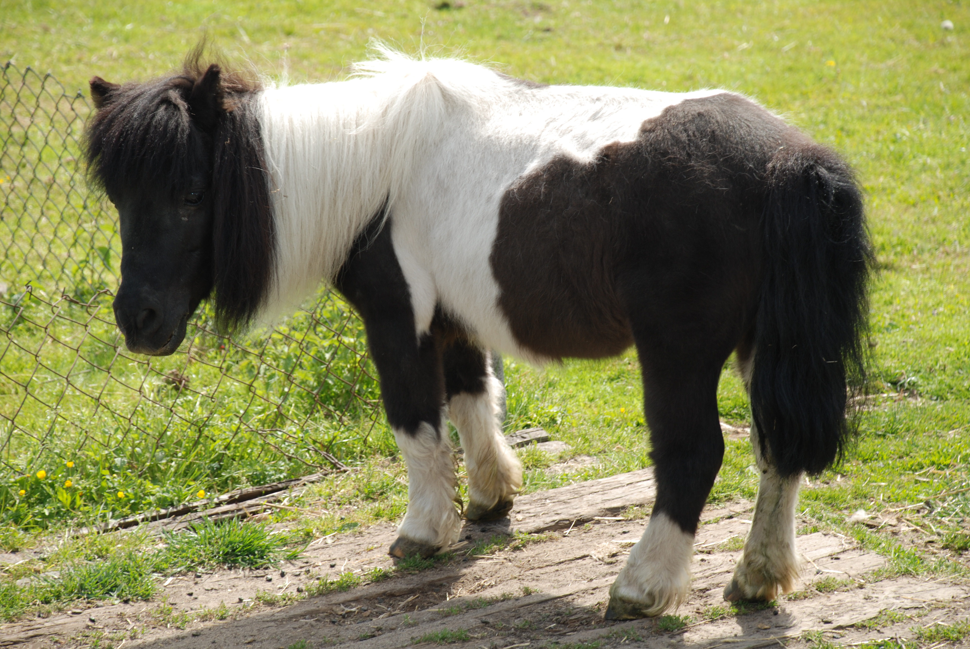 DSC_2101.JPG (2.26 MB)