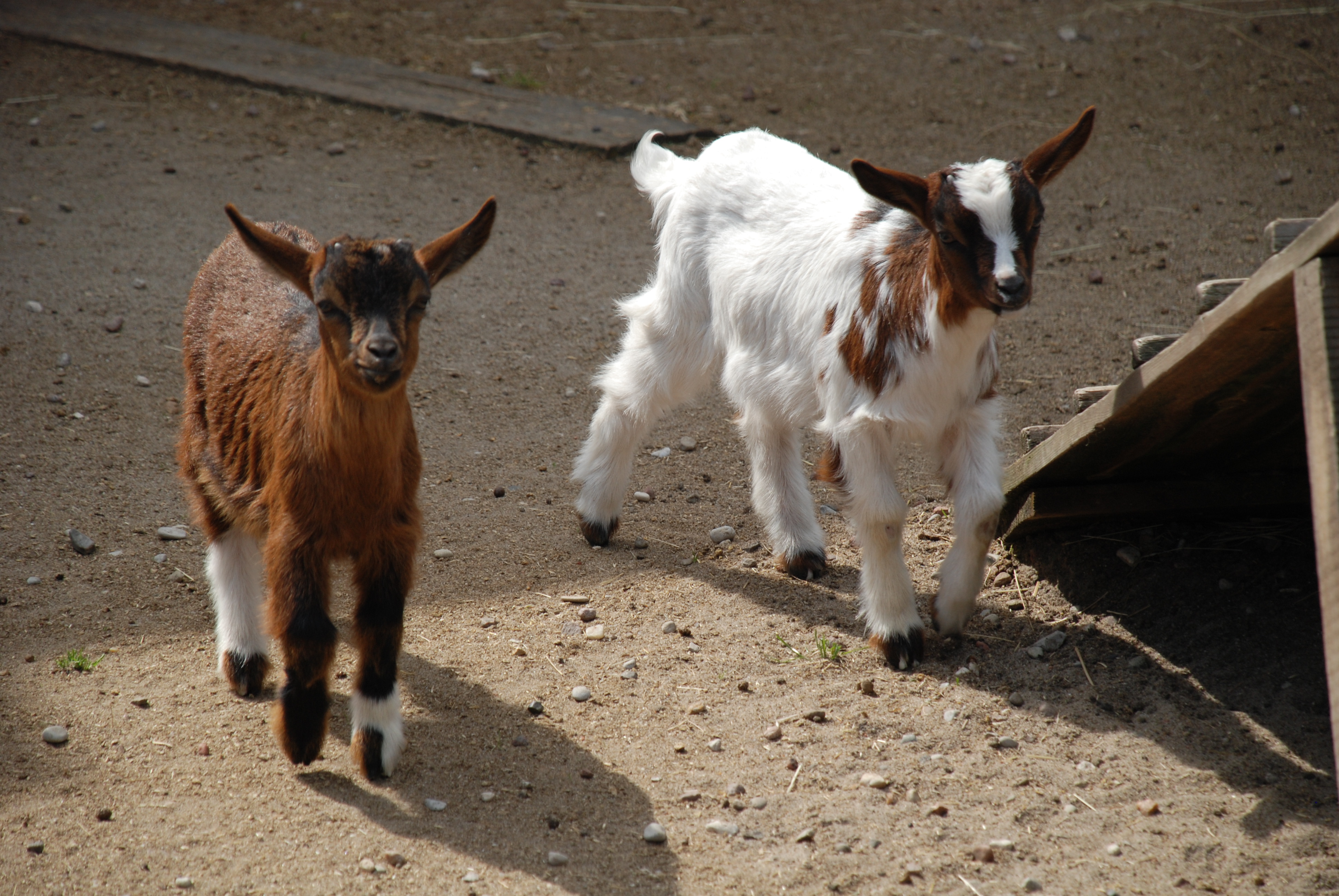 DSC_2104.JPG (2.39 MB)