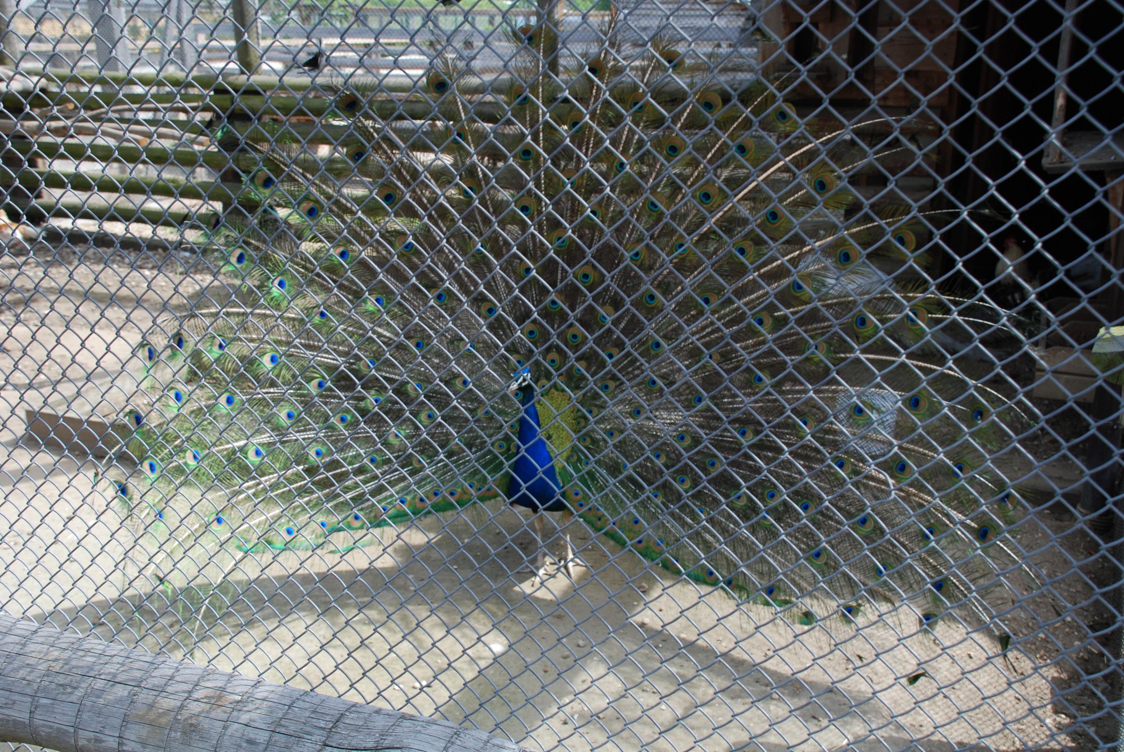 DSC_2109.JPG (2.35 MB)