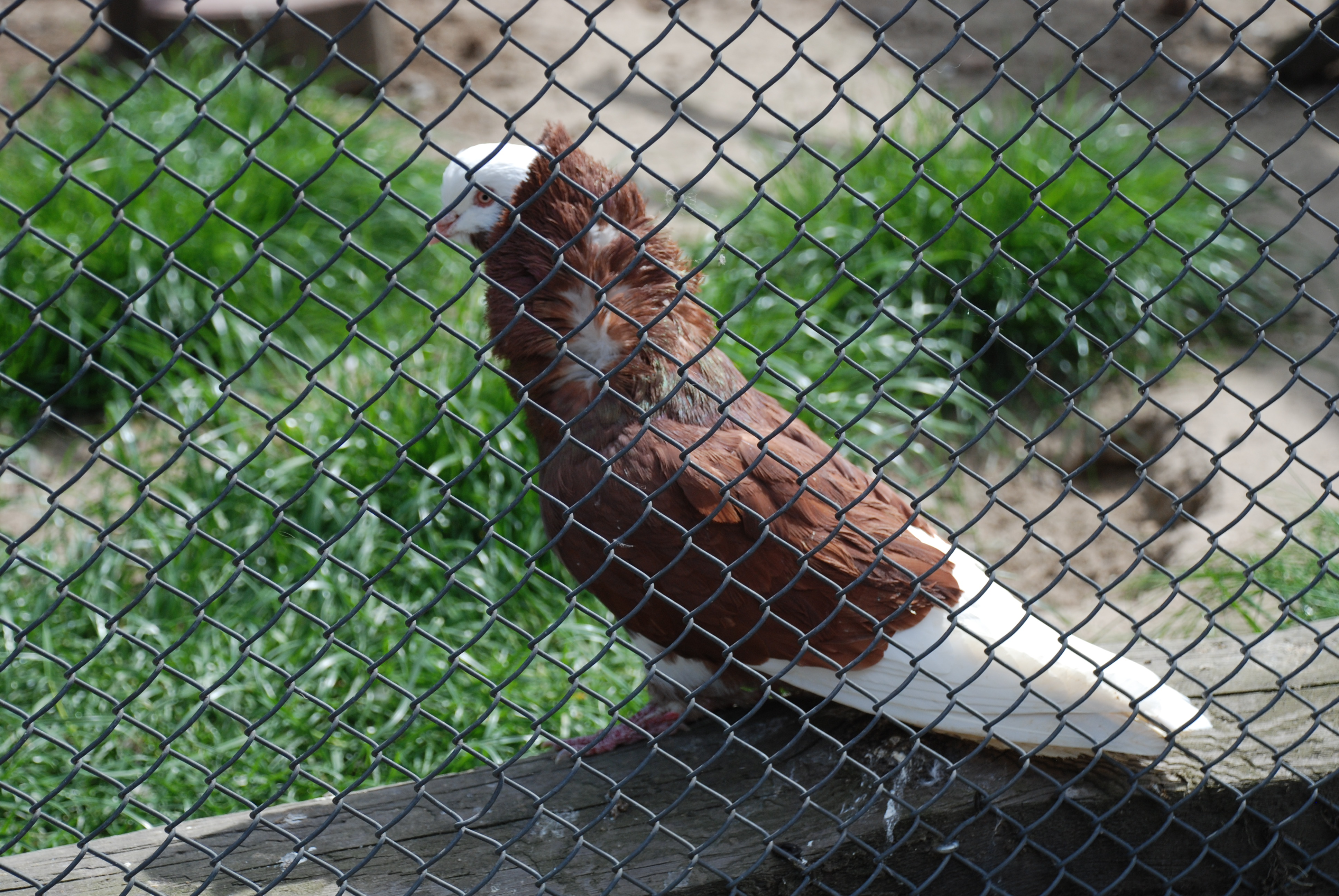 DSC_2111.JPG (2.30 MB)