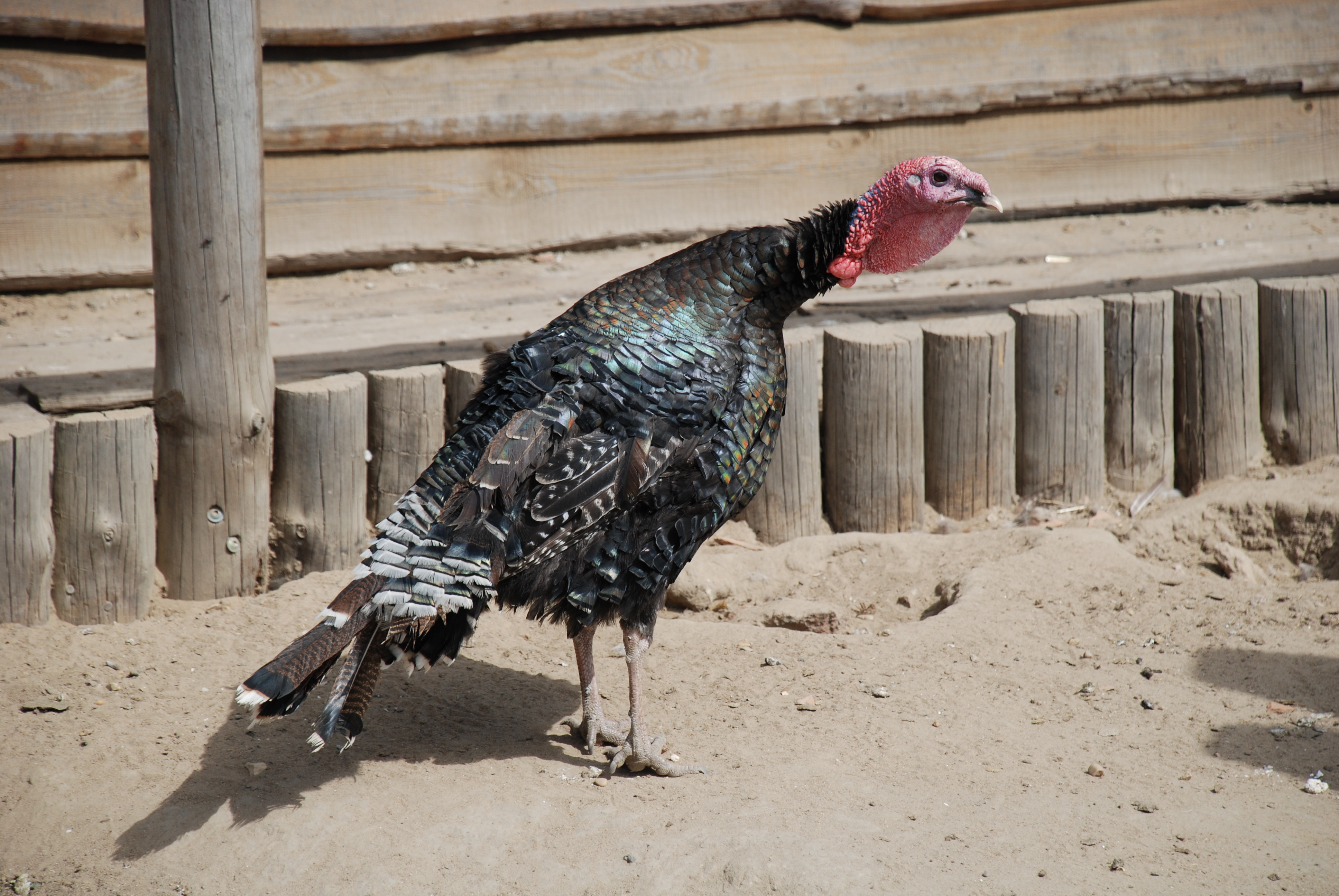 DSC_2117.JPG (2.38 MB)